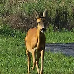 Horská chata Sous Les Sapins, Calme, Superbe Vue Avec Piscine Et Sauna Gerbamont